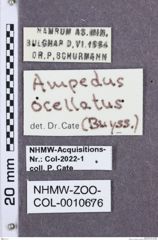 Etikette zu Ampedus ocellatus (NHMW-ZOO-COL-0010676)